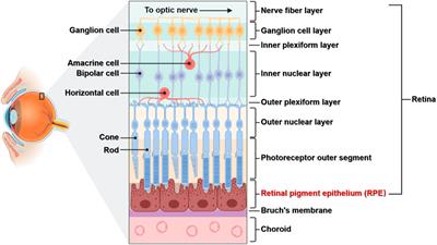 Functions and Diseases of the Retinal Pigment Epithelium